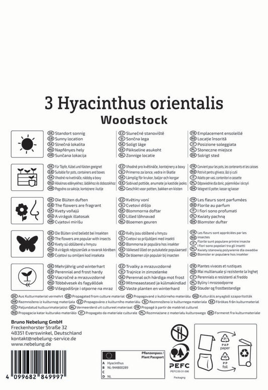  Hyazinthe Woodstock (3 Stück)