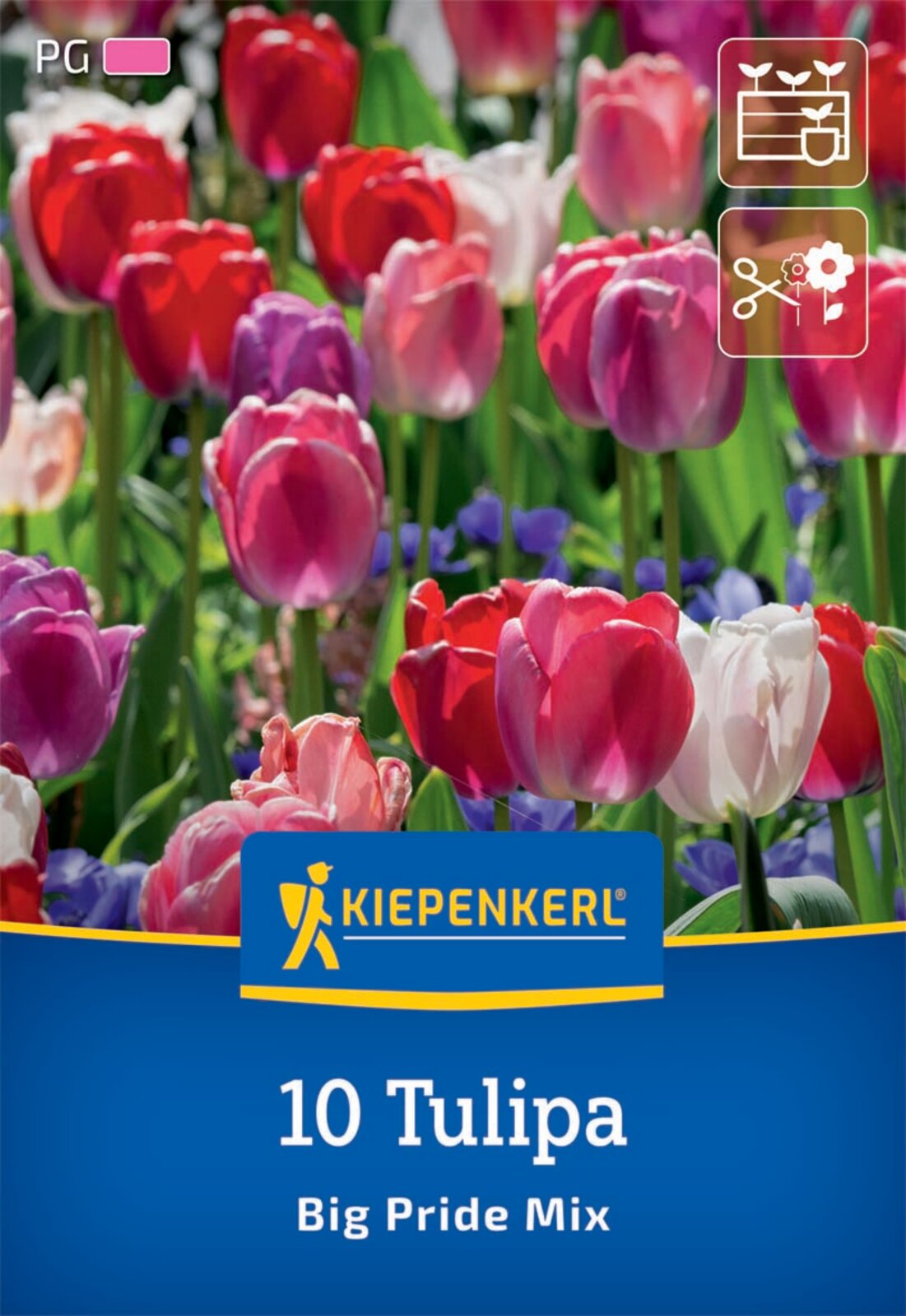  Darwin-Hybrid-Tulpen Big Pride Mix (10 Stück)