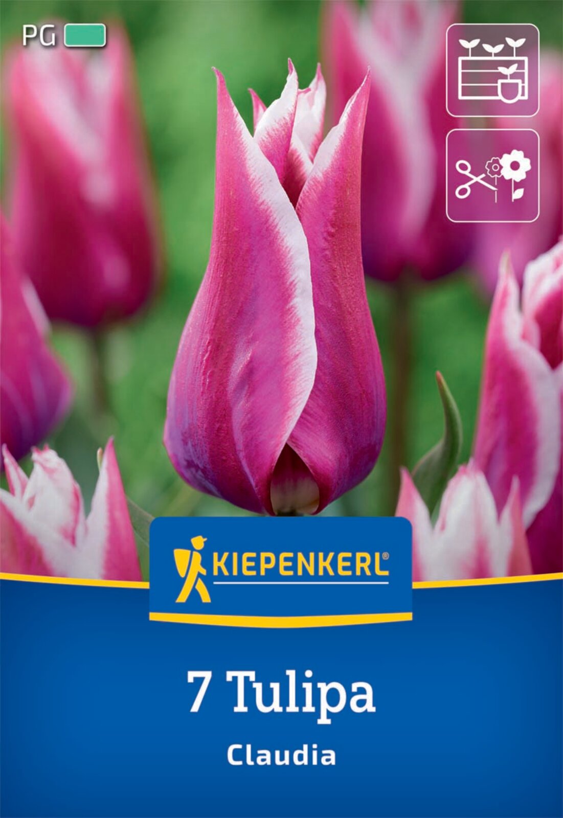  Lilienblütige Tulpe Claudia (7 Stück)