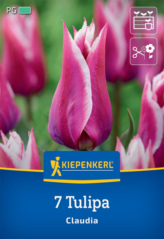  Lilienblütige Tulpe Claudia (7 Stück)