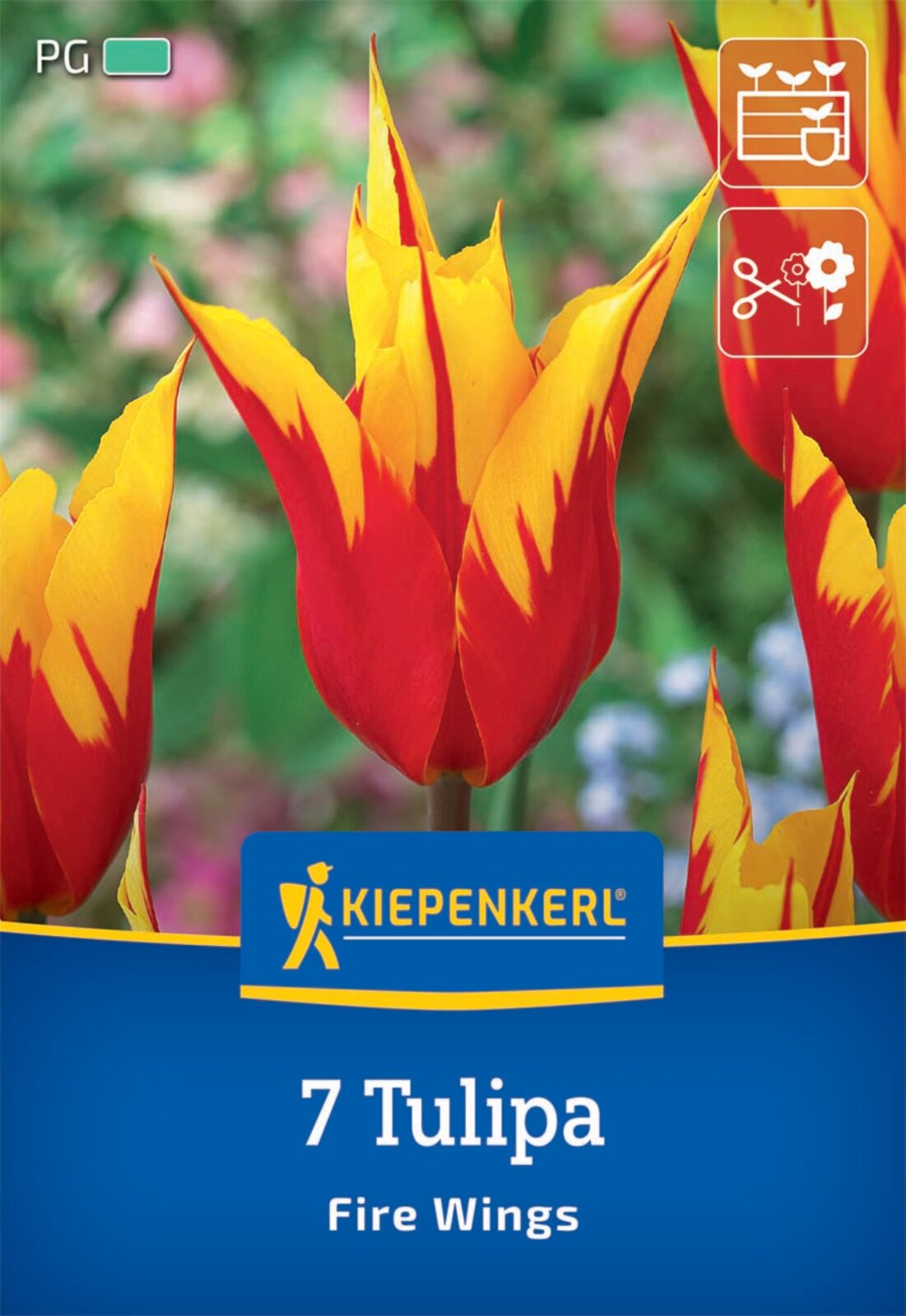  Lilienblütige Tulpe Fire Wings (7 Stück)