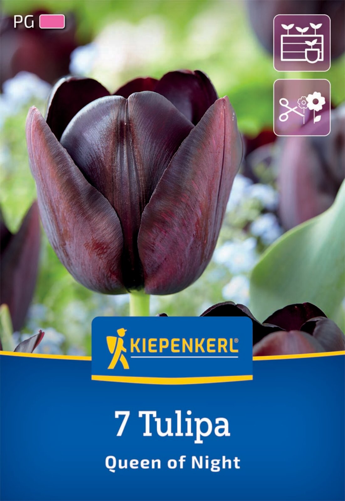  Einfache Späte Tulpe Queen Of Night (7 Stück)