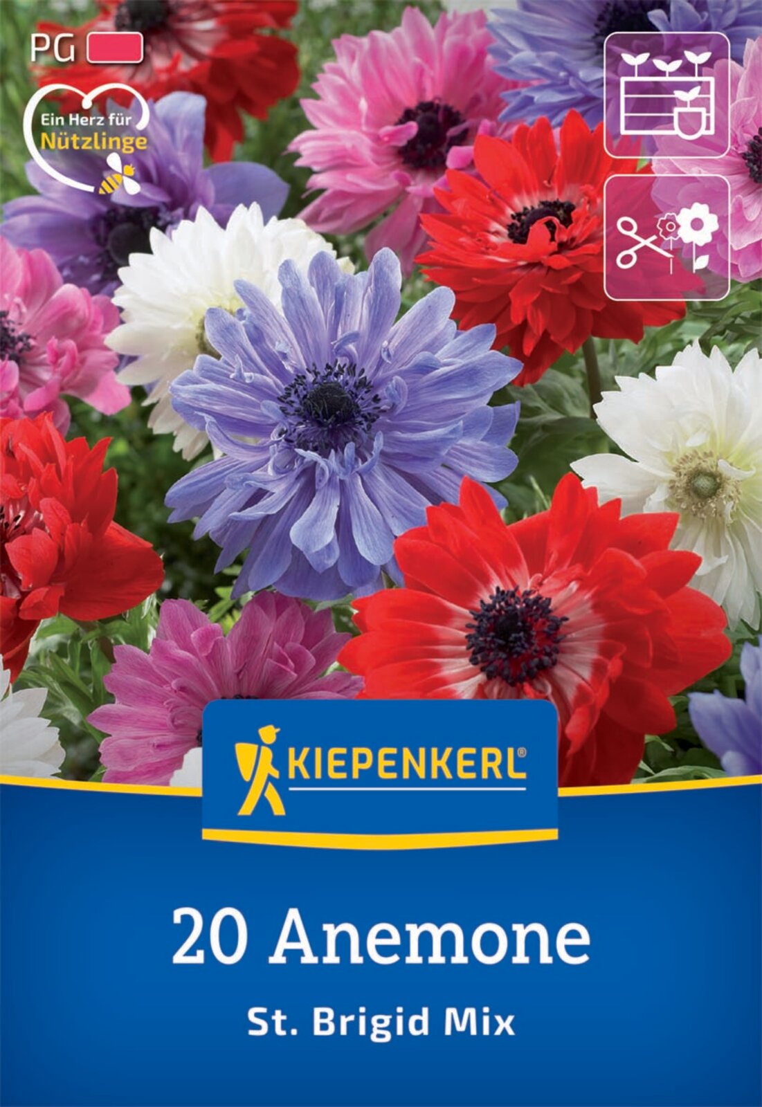  Kronen-Anemonen St. Brigid Mischung (20 Stück)