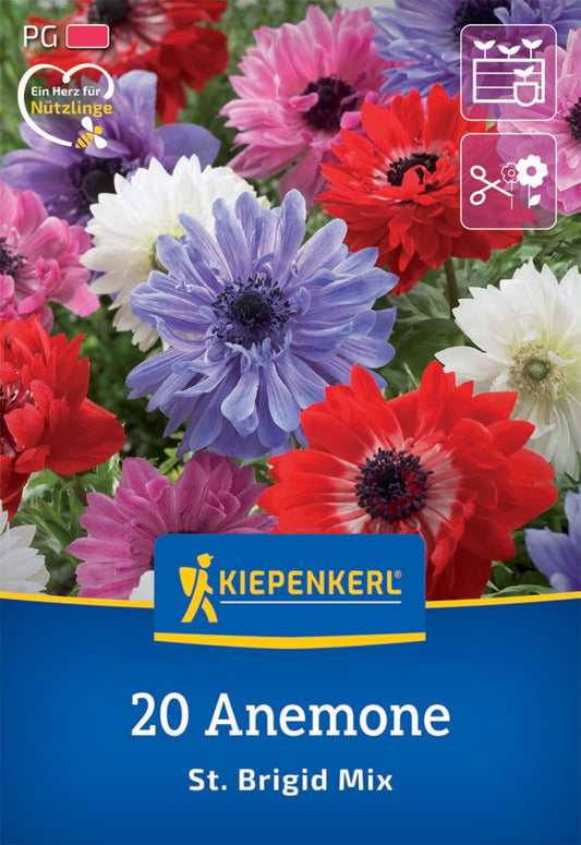  Kronen-Anemonen St. Brigid Mischung (20 Stück)