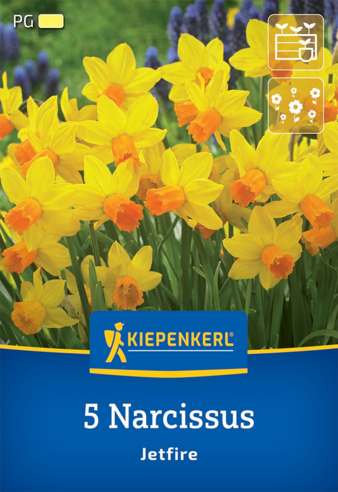  Alpenveilchen-Narzisse Jetfire (5 Stück)