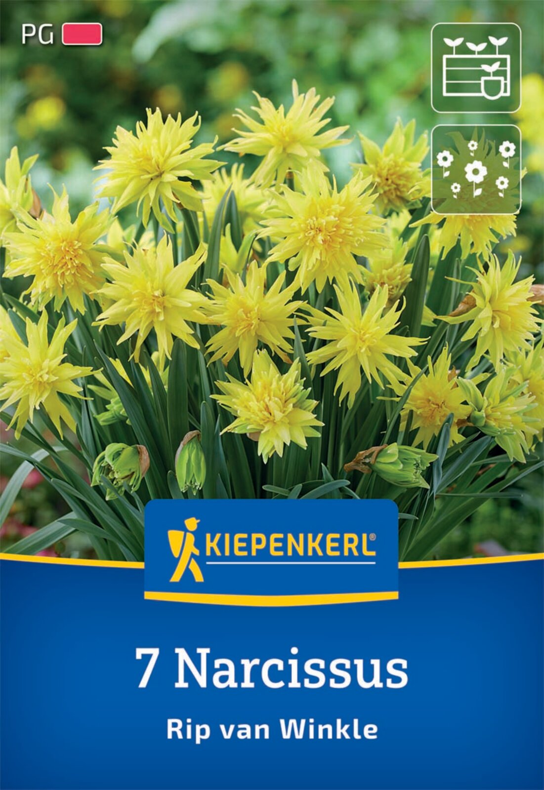  Gefüllte Narzisse Rip Van Winkle (7 Stück)