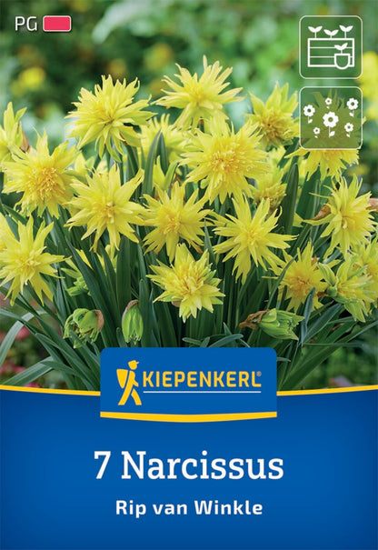  Gefüllte Narzisse Rip Van Winkle (7 Stück)