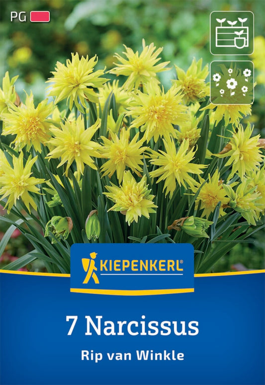  Gefüllte Narzisse Rip Van Winkle (7 Stück)