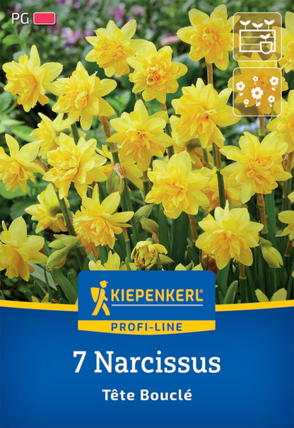  Gefüllte Narzisse Tête Bouclé (7 Stück)