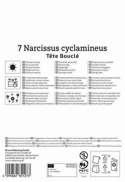  Gefüllte Narzisse Tête Bouclé (7 Stück)