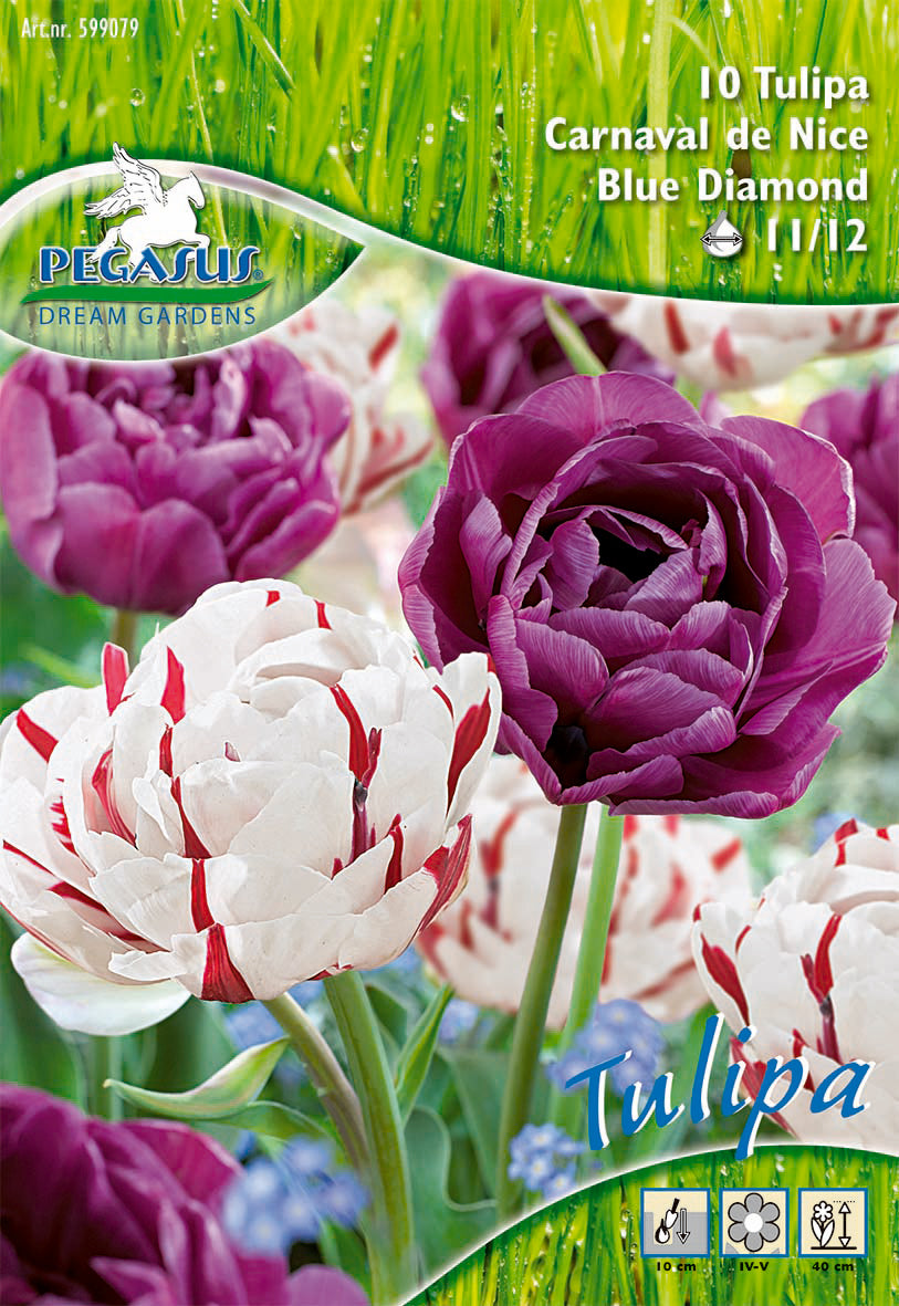Pegasus Gefüllte Tulpe Carnaval De Nice Und Blue Diamond (10 Stück)