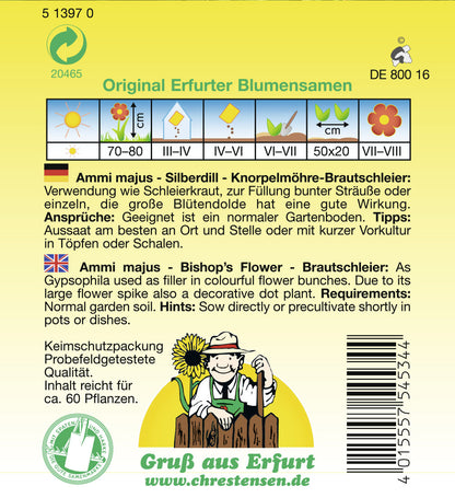  Silberdill Brautschleier Knorpelmöhre