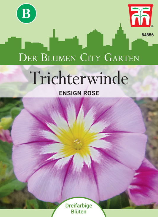  Trichterwinde Ensign Rose