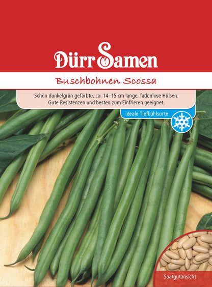  Buschbohne Scossa