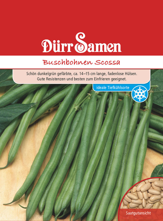  Buschbohne Scossa