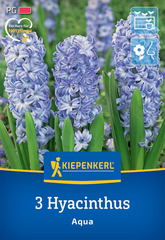  Hyazinthe Aqua (3 Stück)