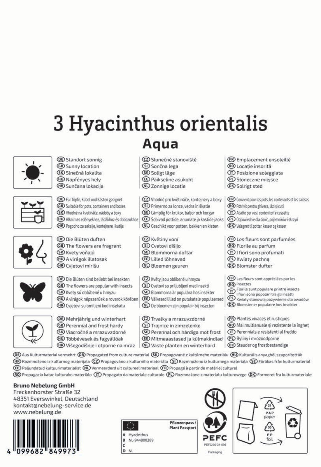  Hyazinthe Aqua (3 Stück)