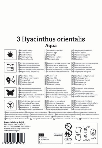  Hyazinthe Aqua (3 Stück)