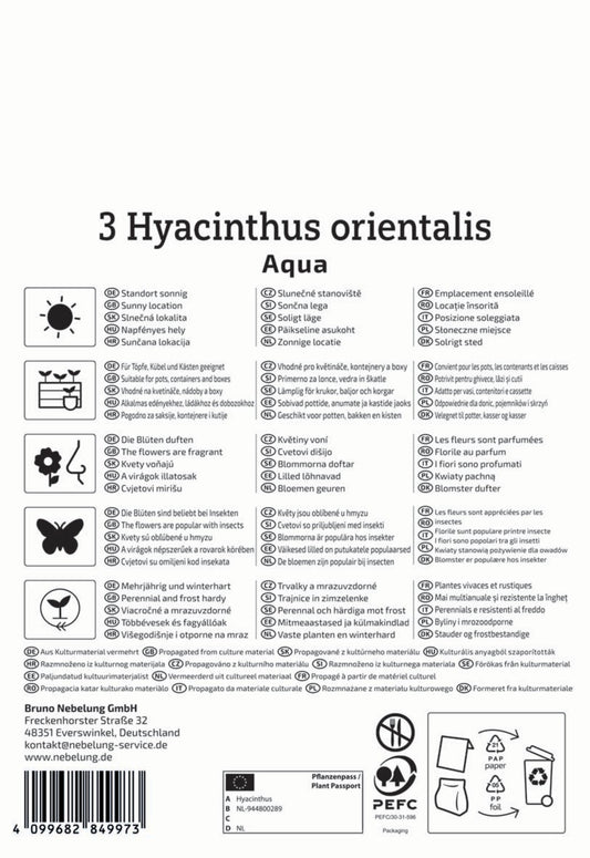  Hyazinthe Aqua (3 Stück)