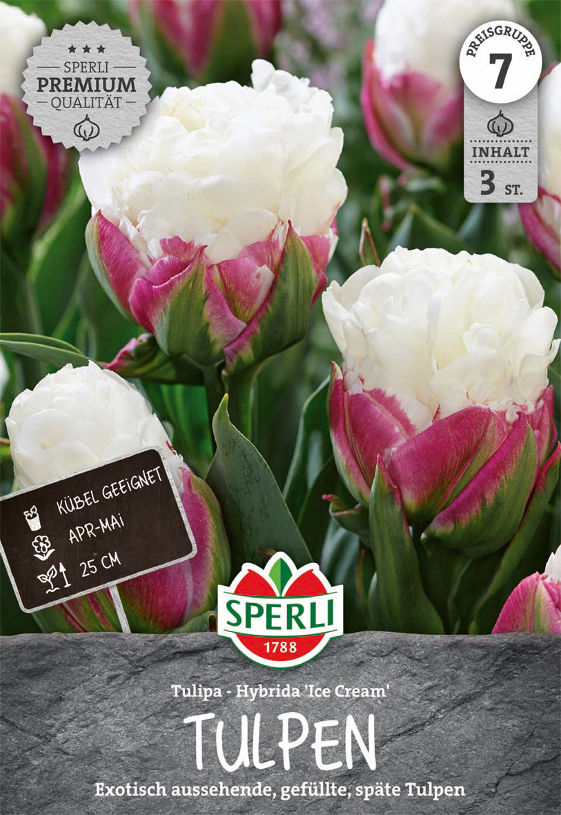  Tulpe Ice Cream (3 Stück)
