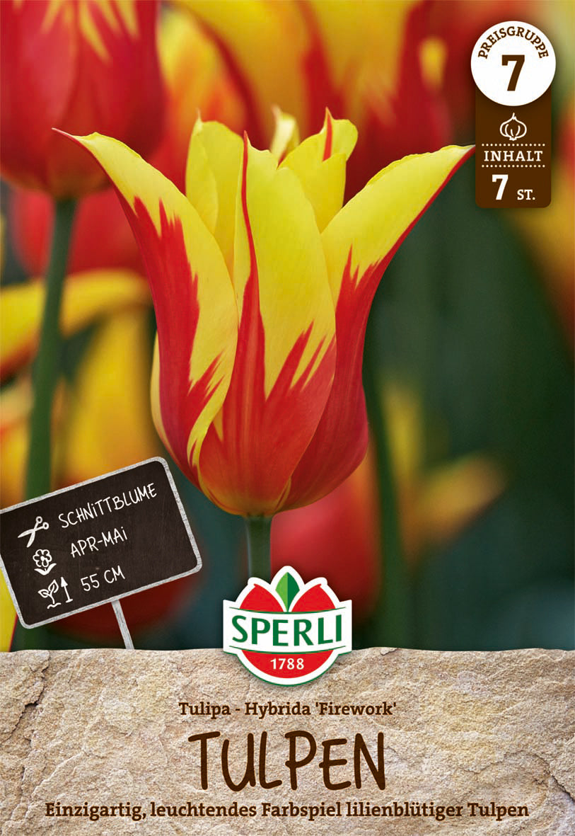 Tulpe Firework (7 Stück)