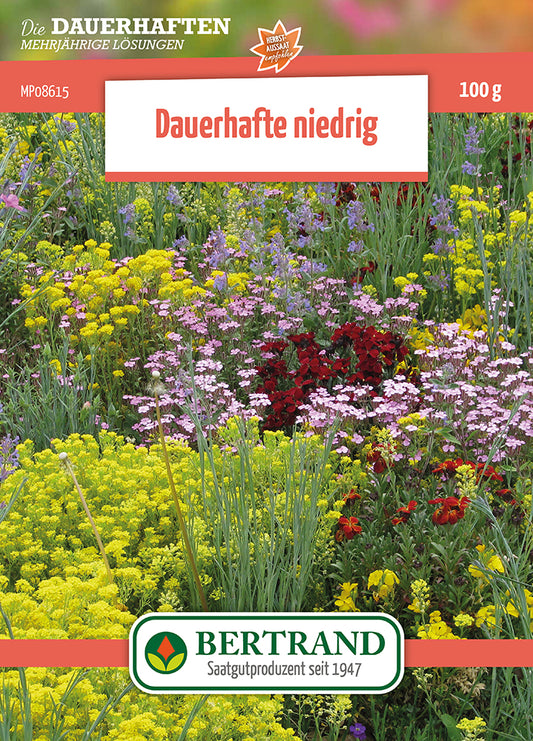  Blumenwiese Mehrjährige Niedrige Stauden (100 G)