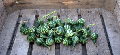  Zierkürbis Dancing Or Spinning Gourd