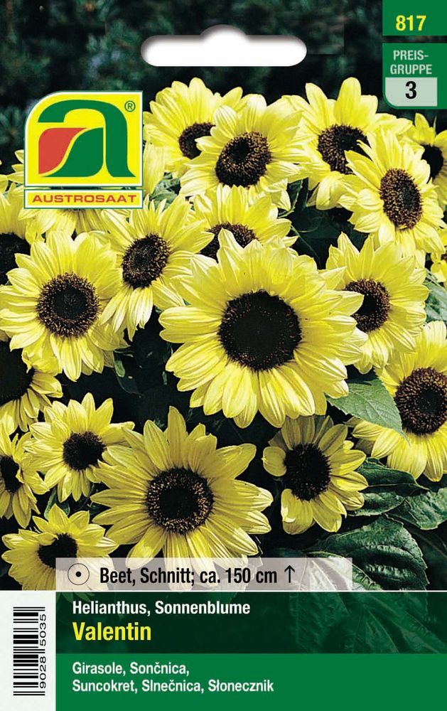  Sonnenblume Valentin