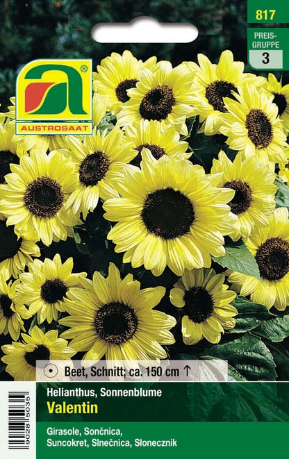  Sonnenblume Valentin