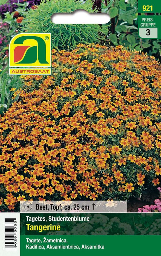  Studentenblume Tangerine [MHD 12/2025]
