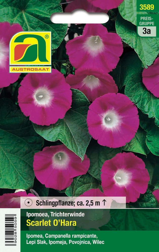  Trichterwinde Scarlet O´Hara
