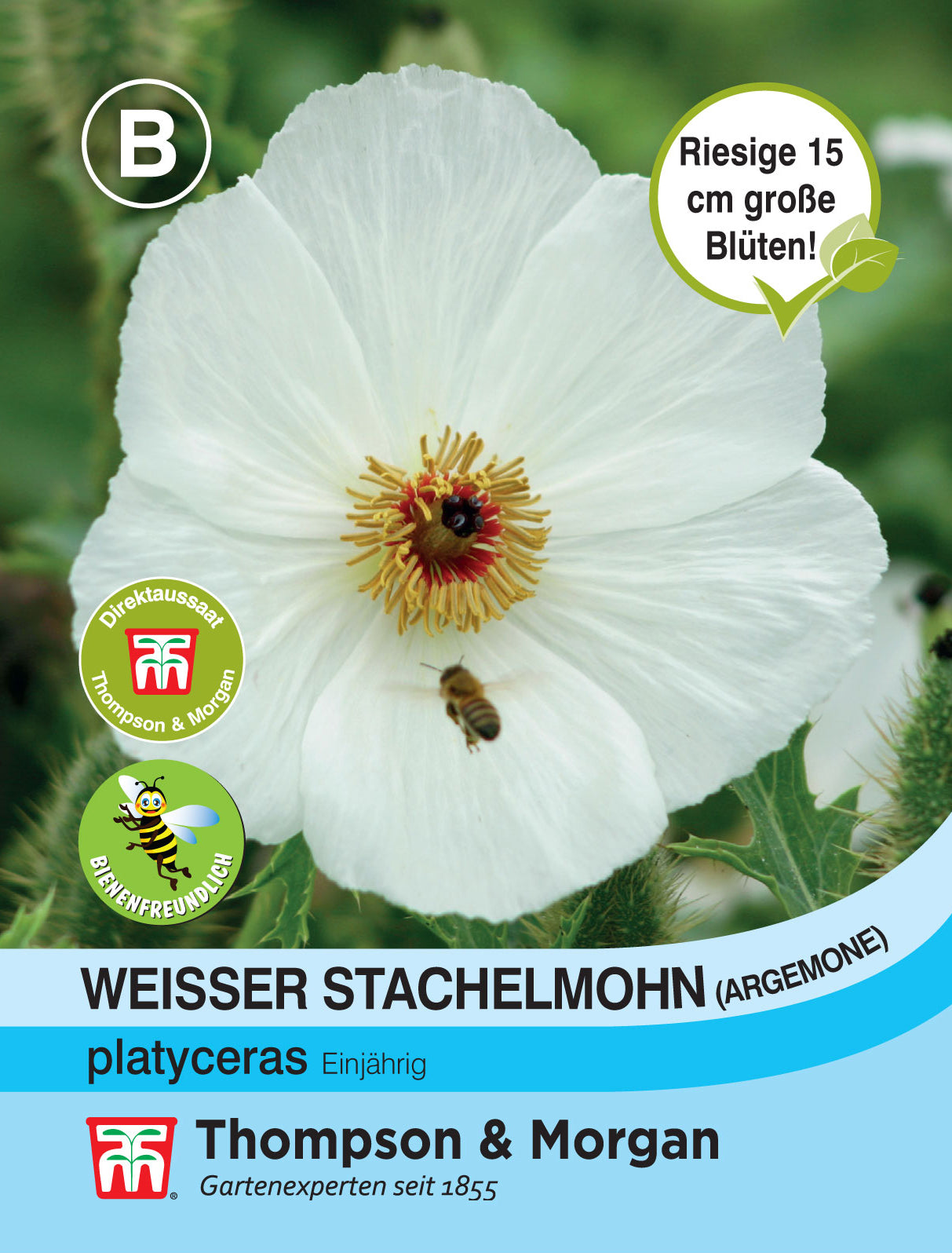  Weisser Stachelmohn