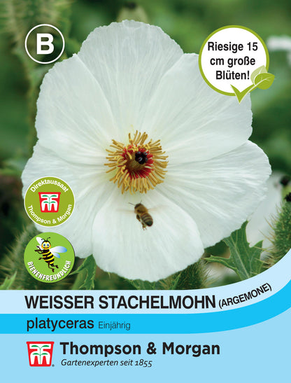  Weisser Stachelmohn