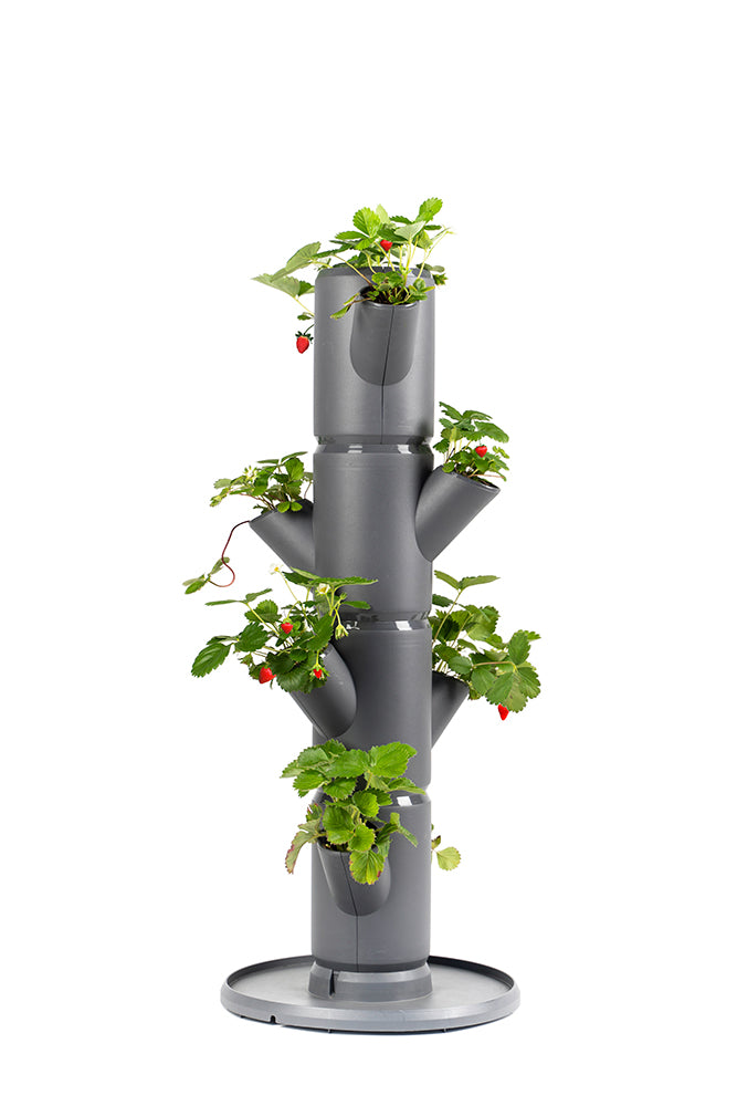  SISSI STRAWBERRY Erdbeerturm Starter Anthrazit (4 Etagen)