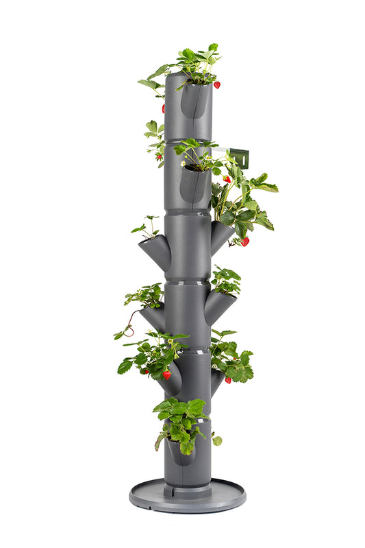  SISSI STRAWBERRY Erdbeerturm Classic Anthrazit (6 Etagen)
