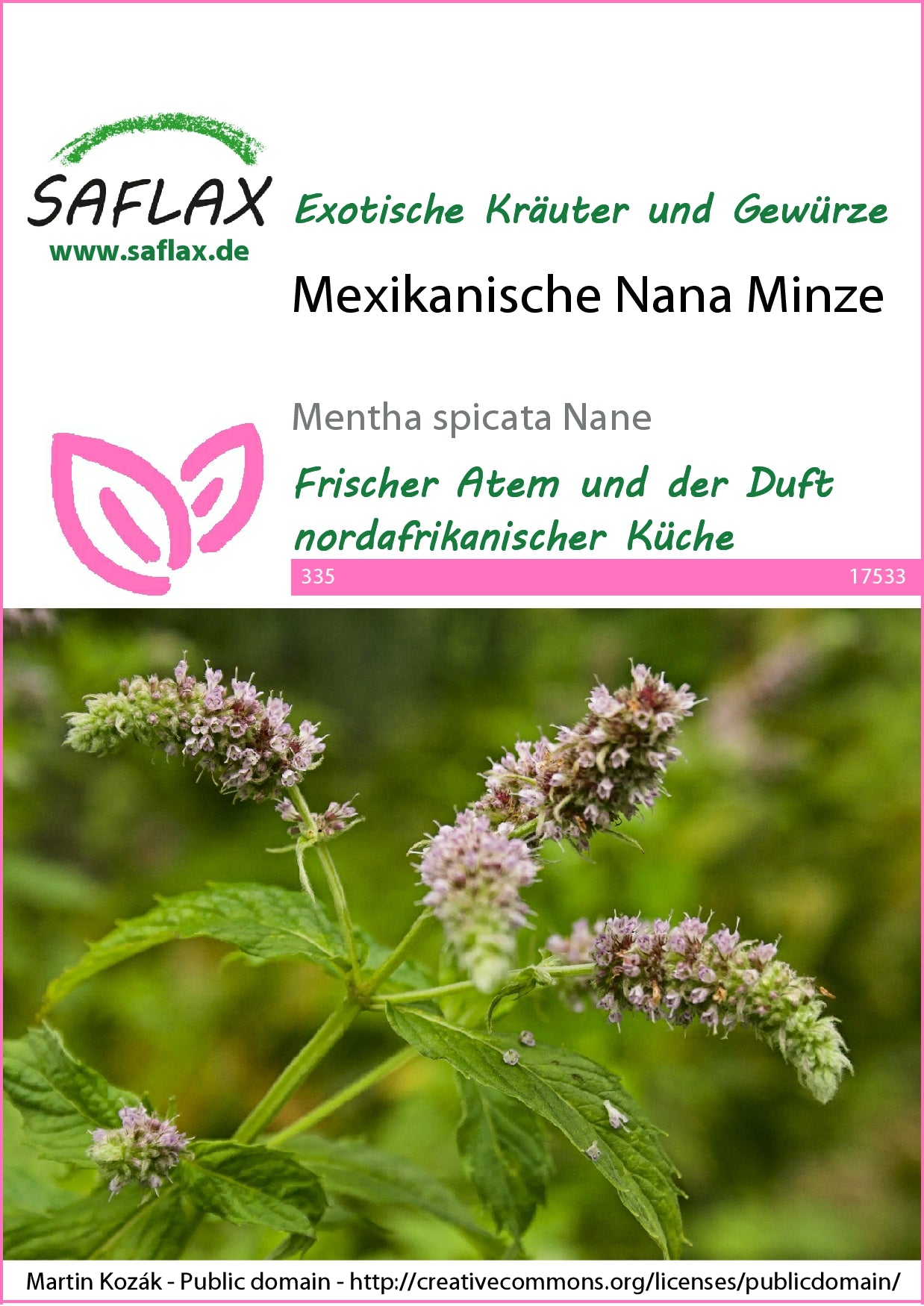  Mexikanische Nana Minze