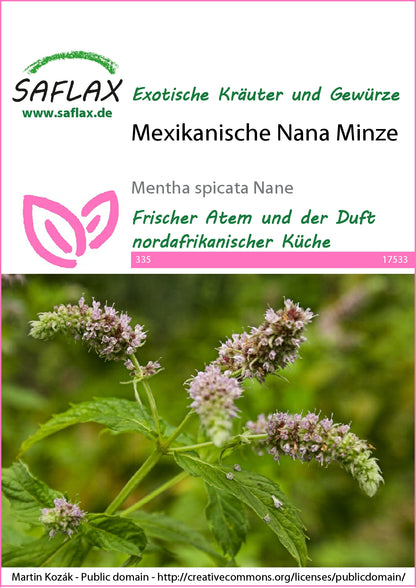  Mexikanische Nana Minze