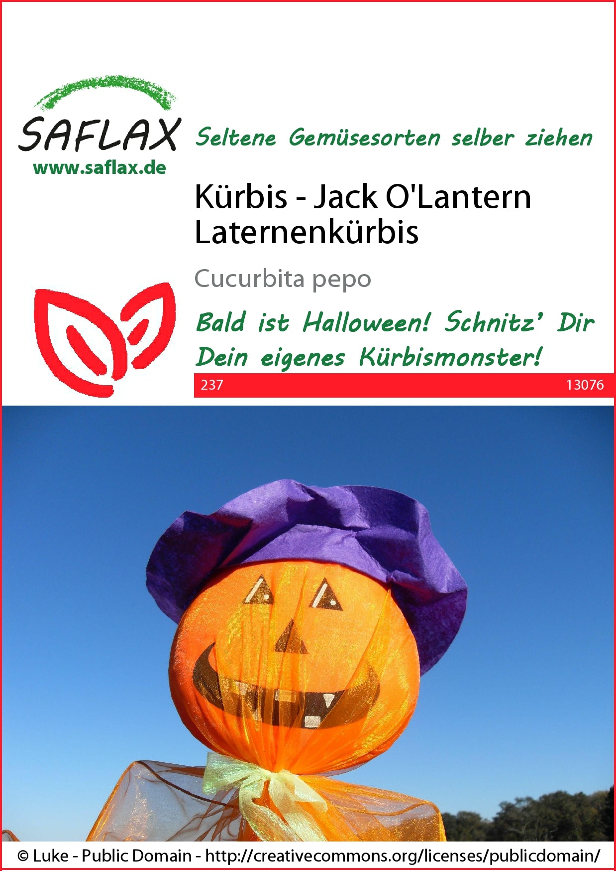  Laternenkürbis
