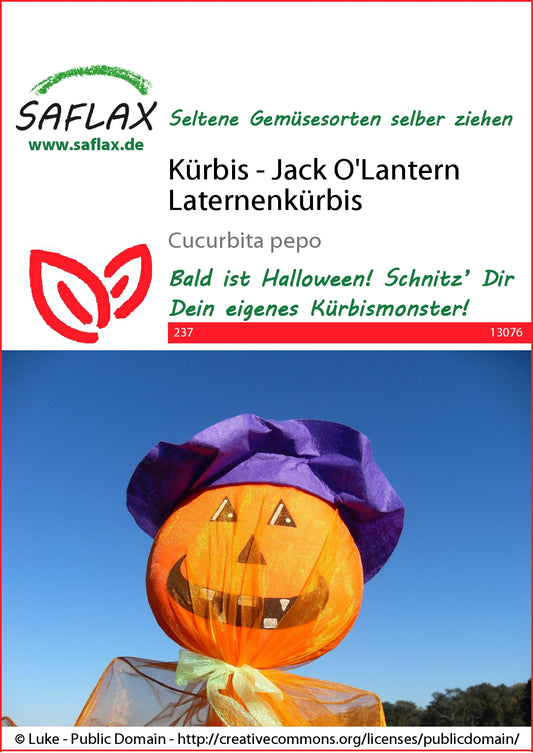  Laternenkürbis