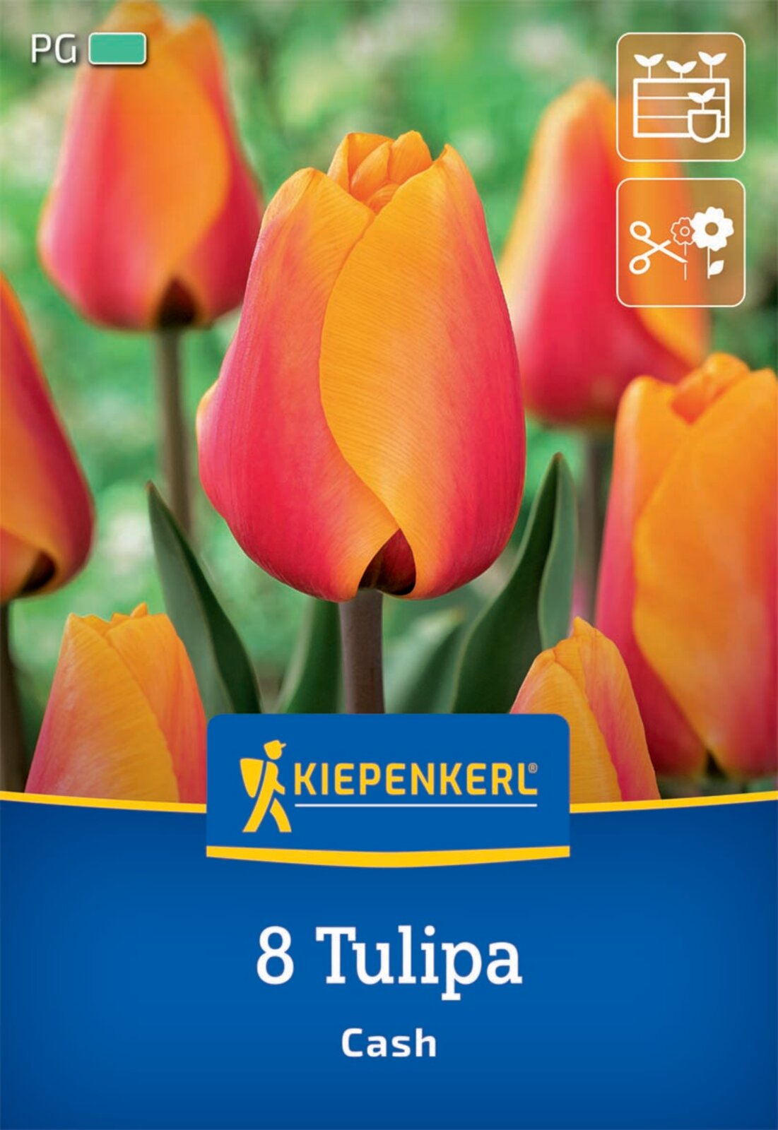 Darwin-Hybrid-Tulpe Cash (8 Stück)