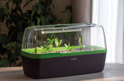  BoQube Gewächshaus & Pflanzkasten L Plus LED Anthrazit-grün