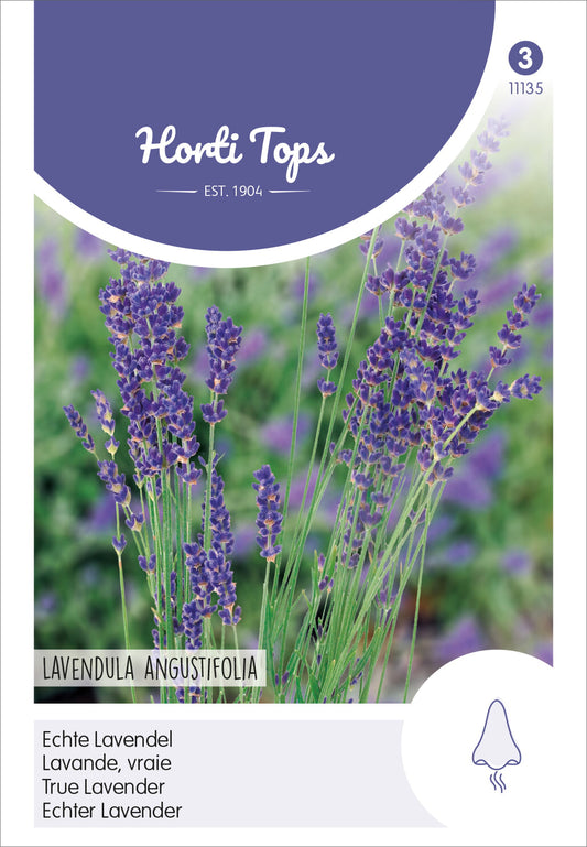  Echter Lavendel