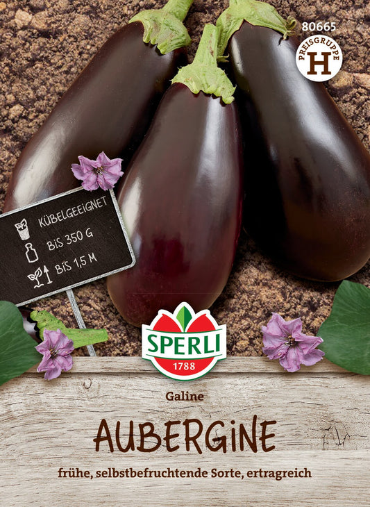  Aubergine Galine F1