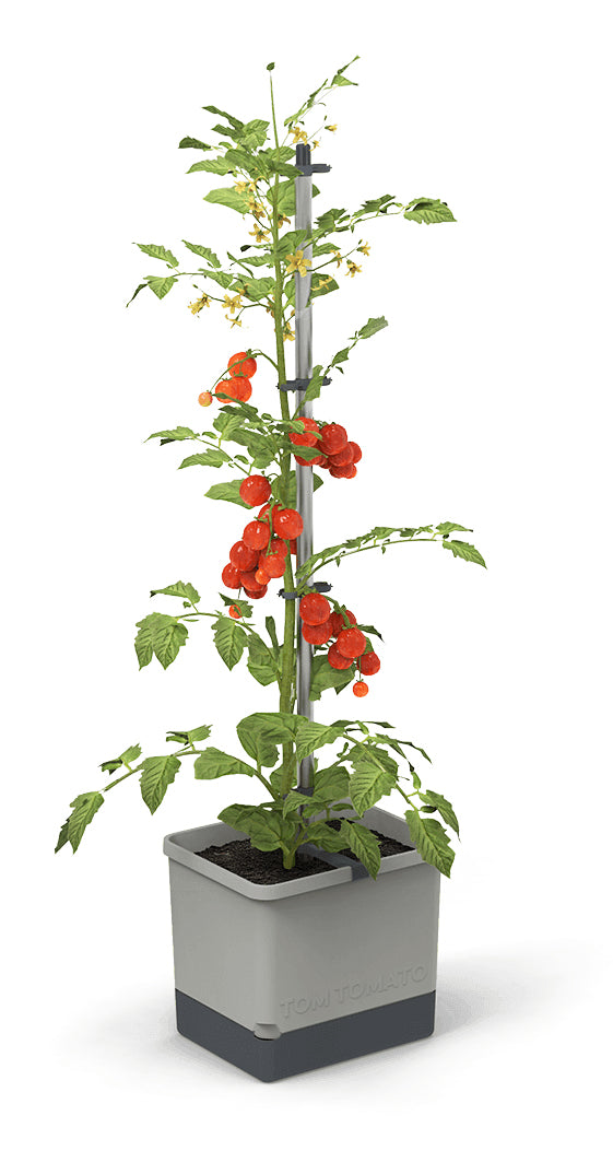  TOM TOMATO Tomatentopf Hellgrau