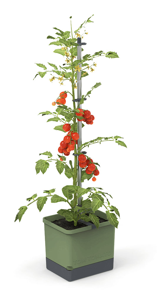  TOM TOMATO Tomatentopf Dunkelgrün
