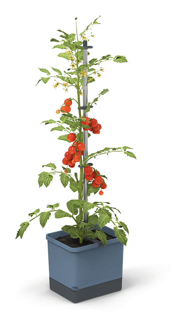  TOM TOMATO Tomatentopf Blau