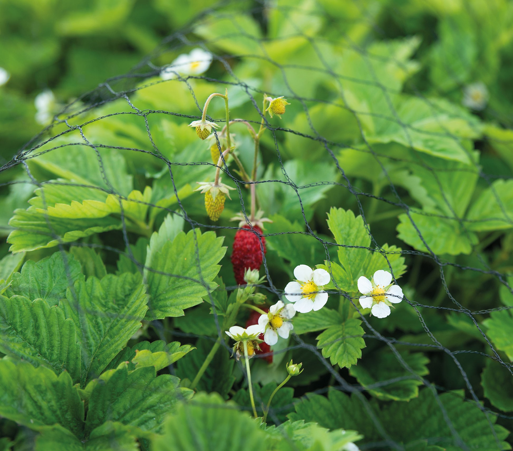  Gartennetz (3 X 5 M)