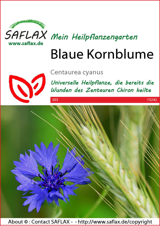  Blaue Kornblume