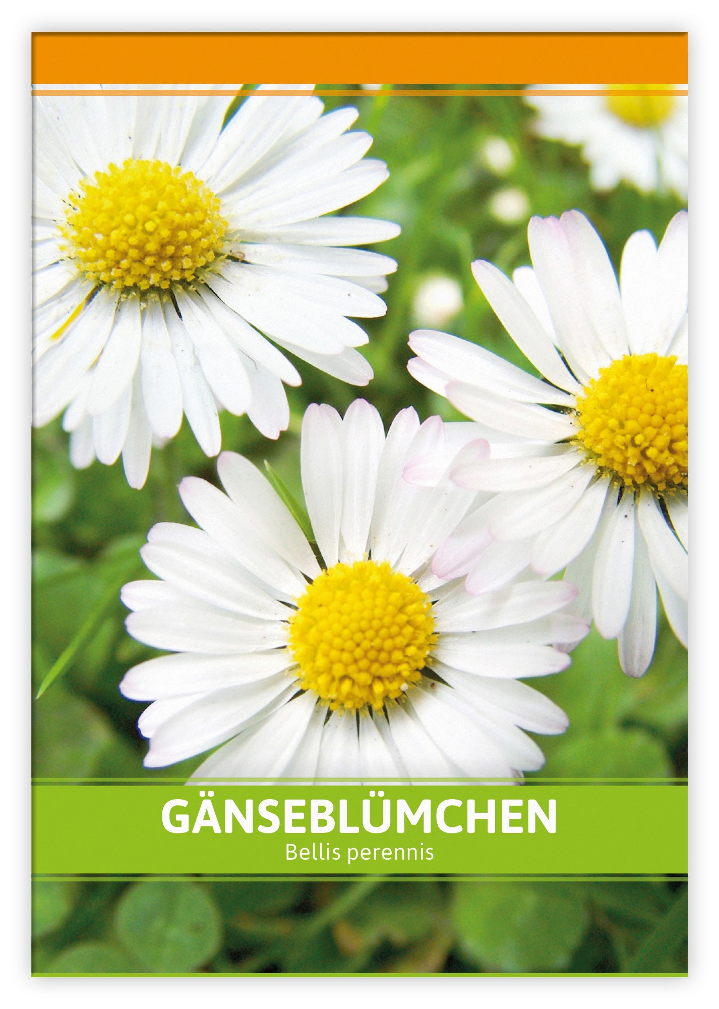  Gänseblümchen Für Werbezwecke (100 Tütchen)