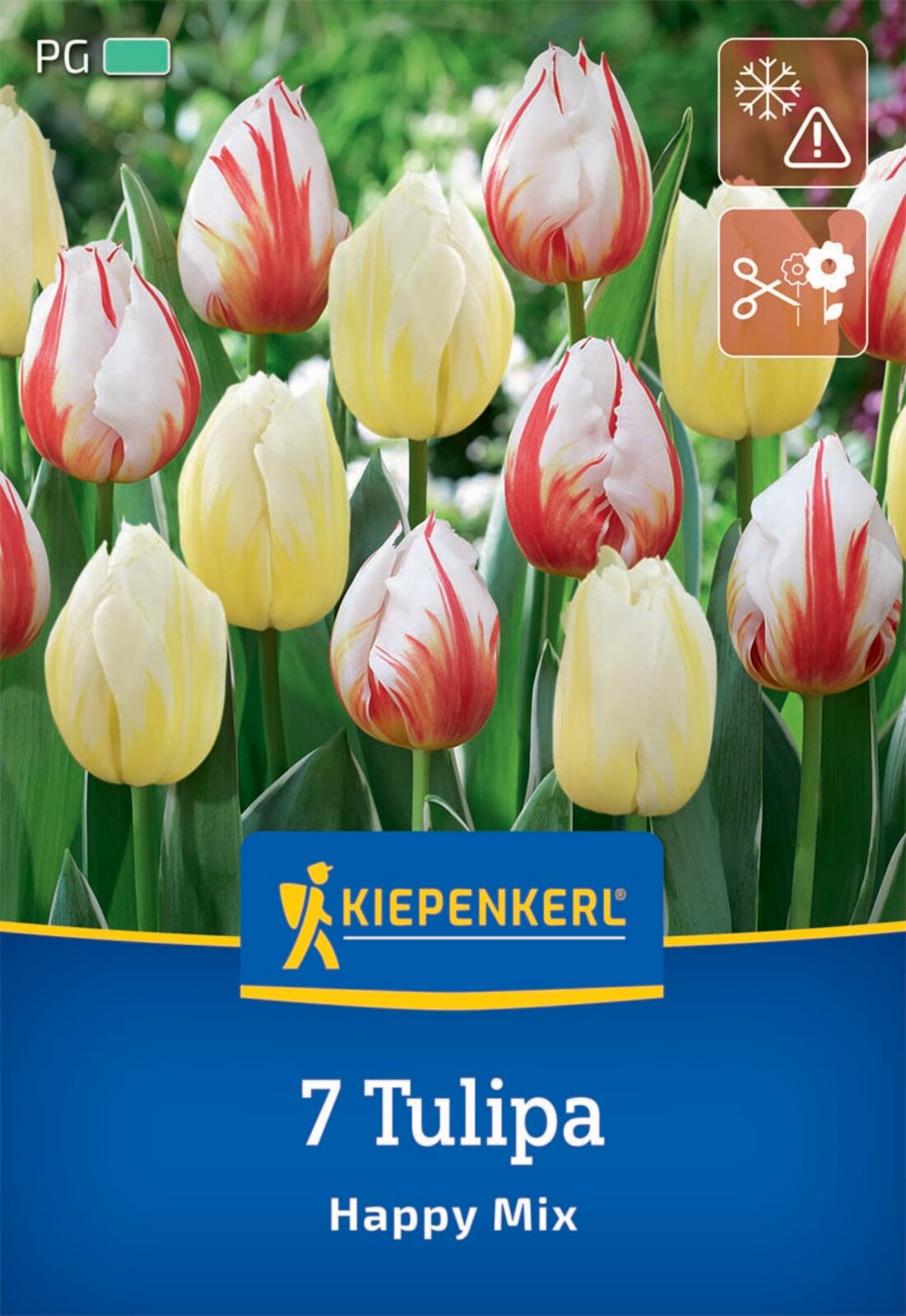  Triumph-Tulpen Happy Mix (7 Stück)